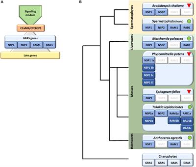 Evolution of the Symbiosis-Specific GRAS Regulatory Network in Bryophytes